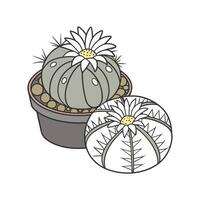 Vibrant Lithops Display on Bright Background vector