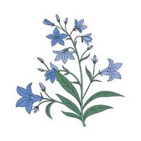 Fresh Lobelia Erinus Displayed on White vector