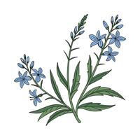 Botanical Lobelia Display on White Canvas vector
