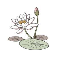 Fresh Lotus Flower Displayed on White vector