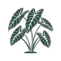 Alocasia Greenery on White vector