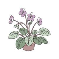 African Violet Bloom Display vector