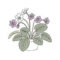 Elegant African Violet Flower Display vector