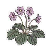 Lovely Saintpaulia Display on White vector