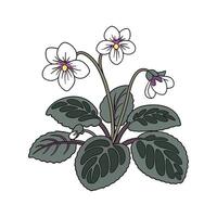 Stunning Saintpaulia on White Background vector