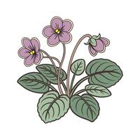 Elegant Saintpaulia on White Background vector