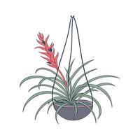 Elegant Tillandsia Display on White vector