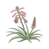 Aloe Saponaria Display on Bright White vector