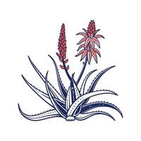 Aloe Vera with Bold Outline Display vector