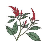 Elegant Amaranth on White Canvas vector