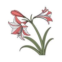 Stylish Amaryllis Display on White vector