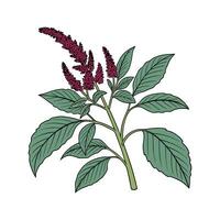 Vibrant Amaranth on White Surface vector
