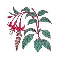 Amaranth Plant Display on White vector
