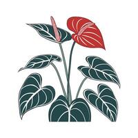 Vibrant Anthurium Display on White vector