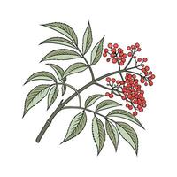Vibrant Arboricola on White Surface vector