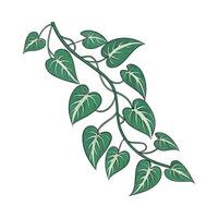 Elegant Arrowhead Vine on White vector