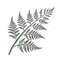 Lovely Asparagus Fern on White vector