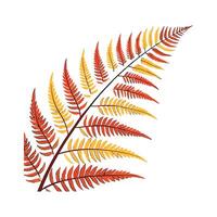 Elegant Autumn Fern on White vector