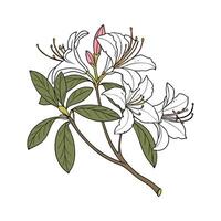 Elegant Azalea Display on White vector