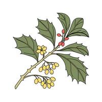 Elegant Barberry Display on White vector