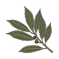 Elegant Bay Laurel Display on White vector