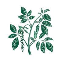 Elegant Bean Plant Display on White vector