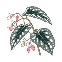 Stylish Begonia Maculata on White Canvas vector