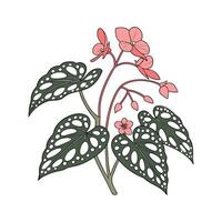 Elegant Begonia Maculata Display on White vector
