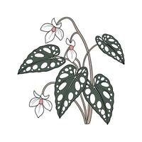 Vibrant Begonia Maculata on White vector