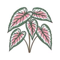 Elegant Begonia Rex Display on White vector