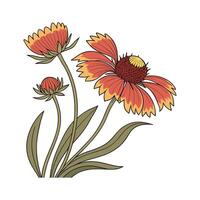 Elegant Gaillardia Display on White vector
