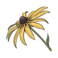 Vibrant Rudbeckia on White Surface vector