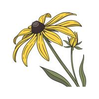 Elegant Rudbeckia Display on White vector