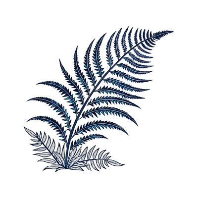 Elegant Blue Star Fern on White Canvas