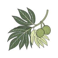 Vibrant Breadfruit Plant on White Surface vector