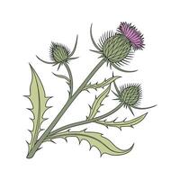 Vibrant Burdock Plant on White Surface vector
