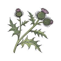 Elegant Burdock Display on White vector