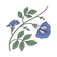 Elegant Butterfly Pea Display on White vector