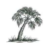 Elegant Cabbage Palm Display on White vector