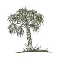 Vibrant Cabbage Palm on White Surface vector