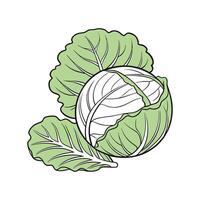Elegant Cabbage Display on White vector