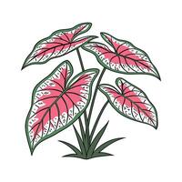 Elegant Caladium on White Canvas vector