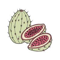 Stylish Cactus Pear on White Canvas vector