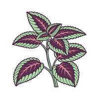 Distinctive Calathea Plant Illustration for Interiors vector