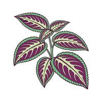 Radiant Calathea Leaf Design for Home Styling vector