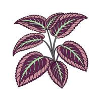 Artistic Calathea Leaf Arrangement on White vector