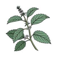 Vibrant Cast Iron Plant Design for Modern Spaces vector