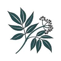 Unique Cast Iron Plant Design for Elegant Decor vector