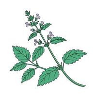 Stylish Catnip Plant Illustration for Decor vector