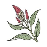 Vibrant Celosia Plant Design for Interiors vector